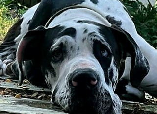 Gus
