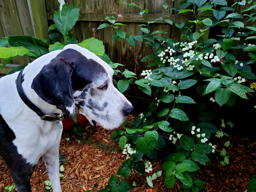 The Happy Moose garden